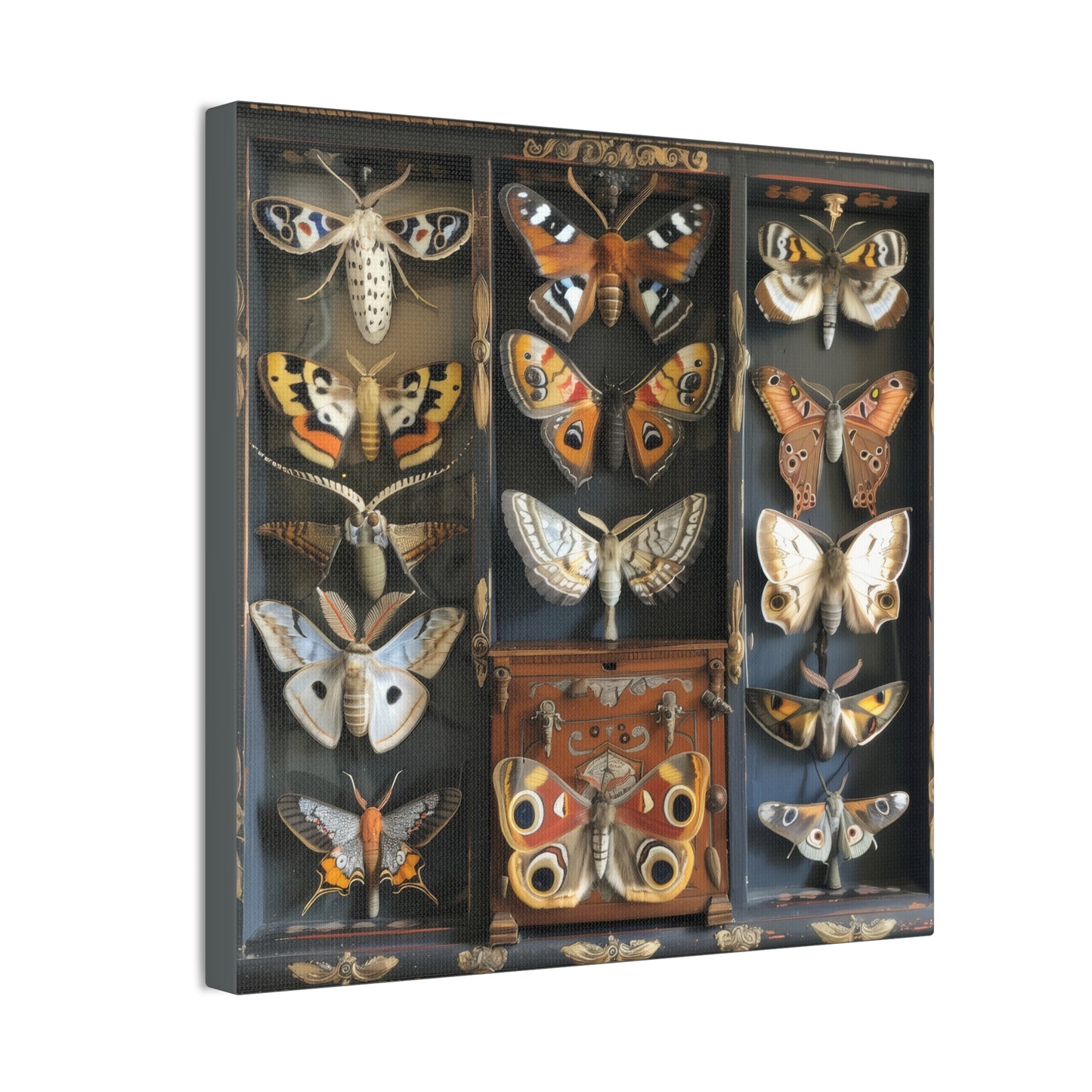 Moth Collection - Canvas Stretched, 0.75"