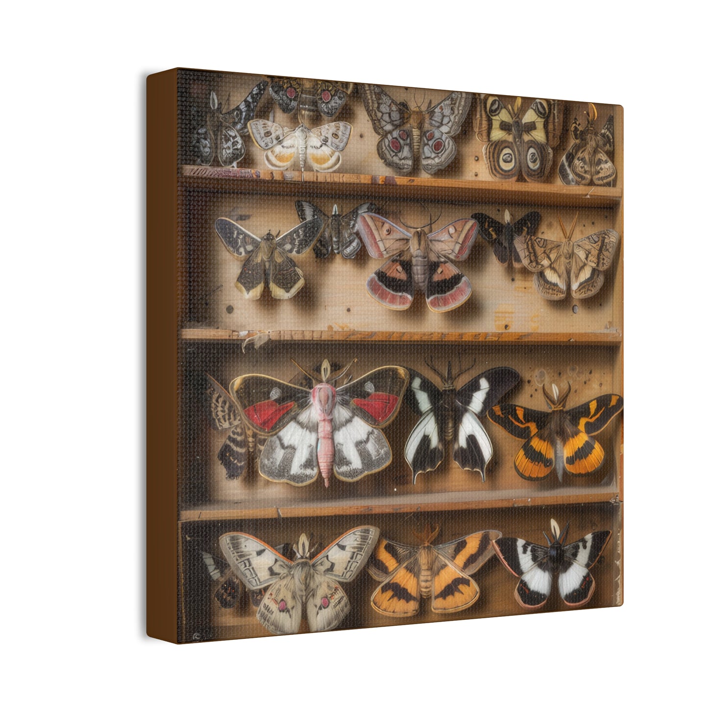 Moth Collection - Canvas Stretched, 0.75"