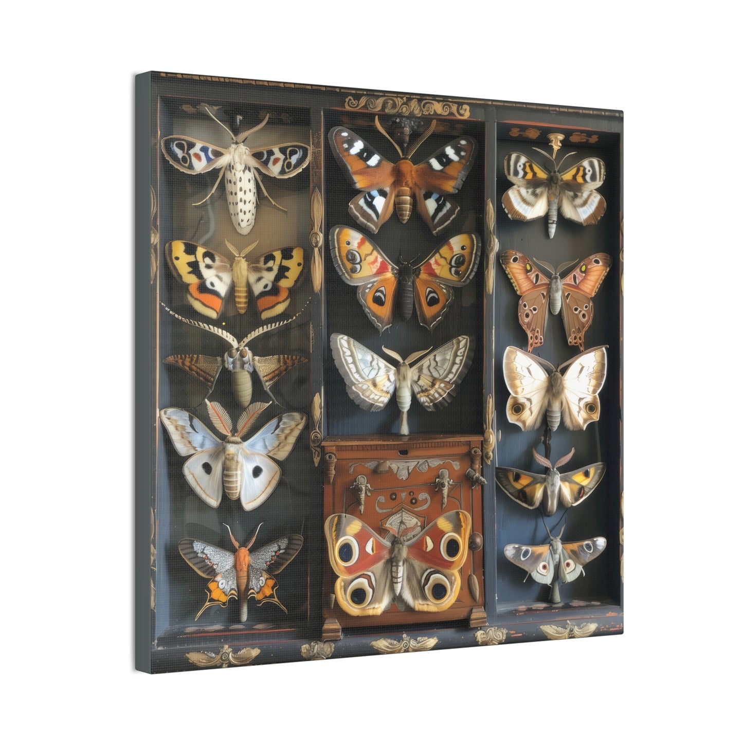 Moth Collection - Canvas Stretched, 0.75"