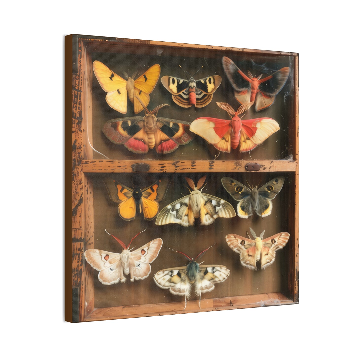 Moth Collection - Canvas Stretched, 0.75"