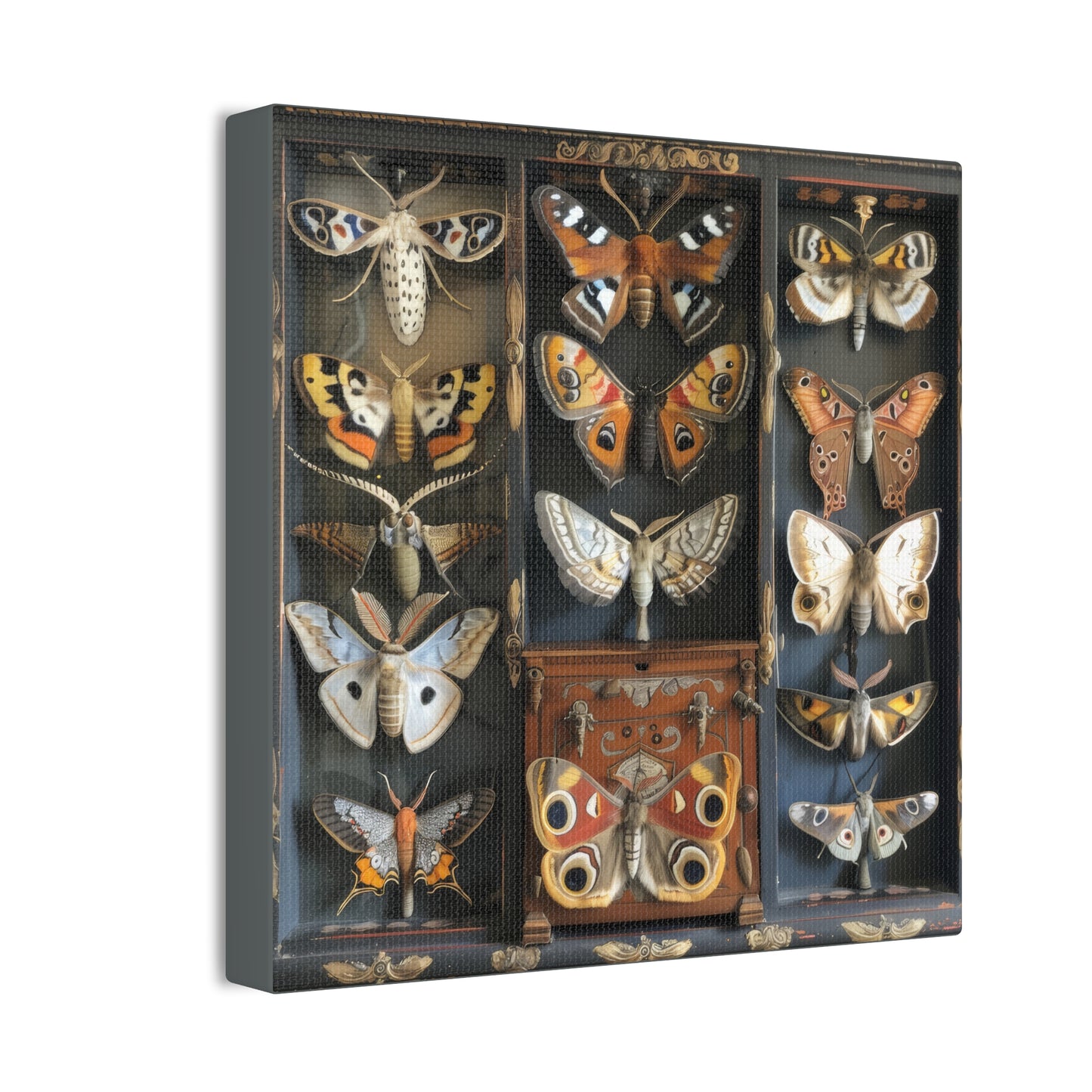 Moth Collection - Canvas Stretched, 0.75"