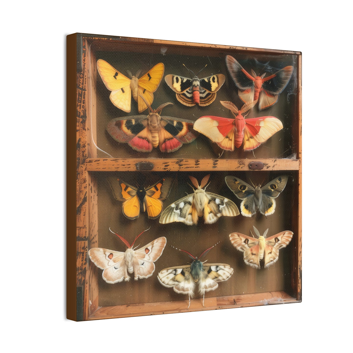 Moth Collection - Canvas Stretched, 0.75"