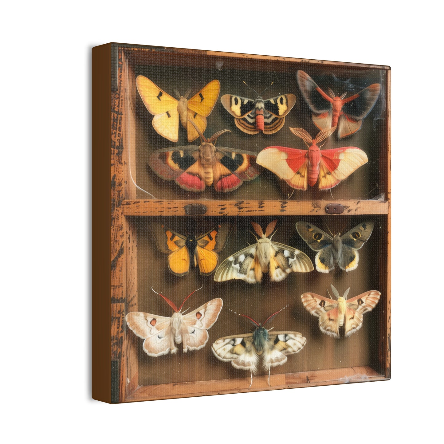 Moth Collection - Canvas Stretched, 0.75"